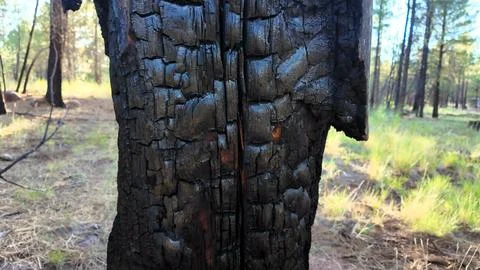 Black Charcoal Texture On Burnt Tree Trunk Stock Photos