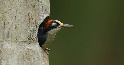Black-cheeked Woodpecker cleaning nest hole. Stock Footage 86798053