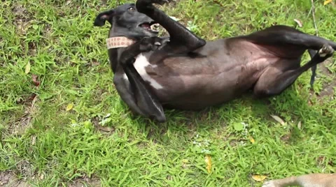 A black cheerful Greyhound is rolling on the ground in the grass Stock Footage 65781604