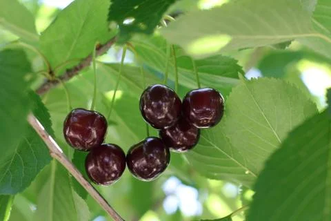 Black cherries on a tree Stock Photos