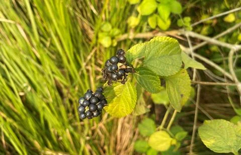 Black cherry and green leaf background Stock Photos