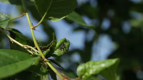 Black cherry aphids on green leaves and with ants. Stock Footage 156729652