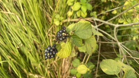 Black cherry Stock Photos