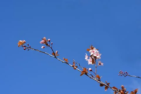 Black Cherry Plum Stock Photos