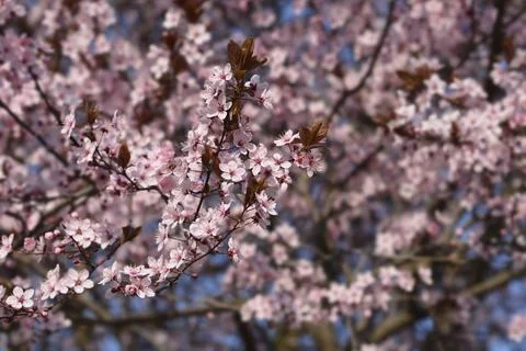 Black Cherry Plum Stock Photos