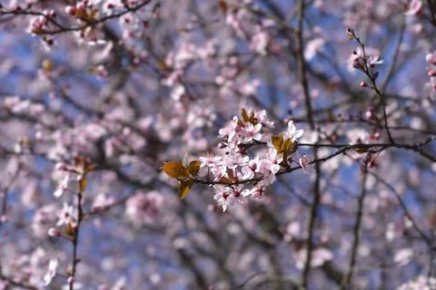 Black Cherry Plum Stock Photos