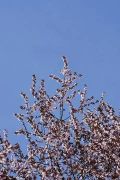 Black Cherry Plum Stock Photos