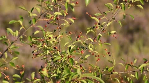 Black cherry (Prunus serotina) Stock Footage 17222686