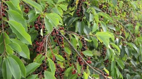 Black cherry (Prunus serotina) Stock Footage 17754884