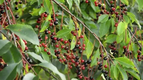 Black cherry (Prunus serotina) Stock Footage 17755040