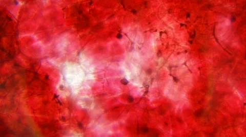 Black Cherry Skin (Close-Up) Stock-Footage 64901191