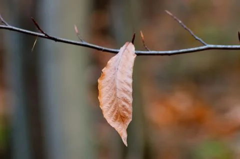 Black cherry tree Stock Photos