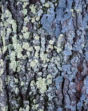 Black Cherry Tree (Prunus serotine) Bark and Lichen Stock Photos