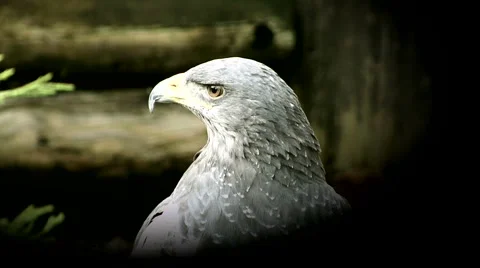 Black-chested Buzzard eagle Stock Footage 941478