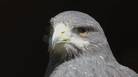 A Black-chested buzzard-eagle  Stock Footage 274235920