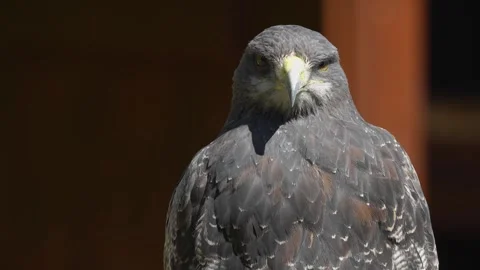 A Black-chested buzzard-eagle  Stock Footage 274239399