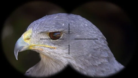 Black-Chested Buzzard-Eagle (Geranoaetus melanoleucus) Seen through Binoculars Stock Footage 104605500