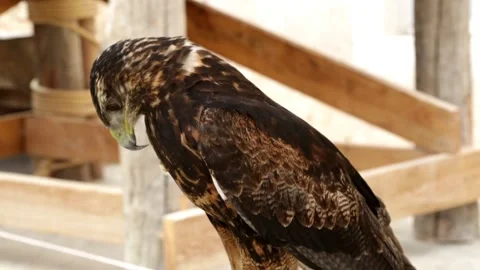 Black-chested buzzard-eagle (Geranoaetus melanoleucus) Stock Footage 143464242