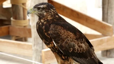 Black-chested buzzard-eagle (Geranoaetus melanoleucus) Stock Footage 143464243