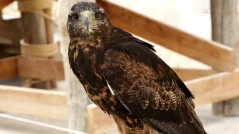 Black-chested buzzard-eagle (Geranoaetus melanoleucus) Stock Footage 143464248