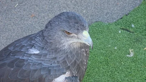 Black-chested buzzard-eagle (Geranoaetus melanoleucus) at a falconry display Stock Footage 344908233
