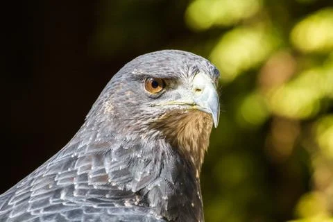 Black Chested Buzzard Eagle (Geranoaetus melanoleucus) Portrait Stock Photos