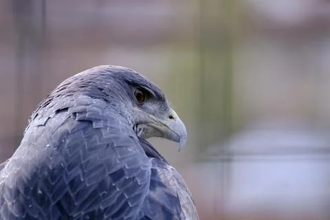 Black chested Buzzard Eagle (Geranoaetus melanoleucus) 写真素材