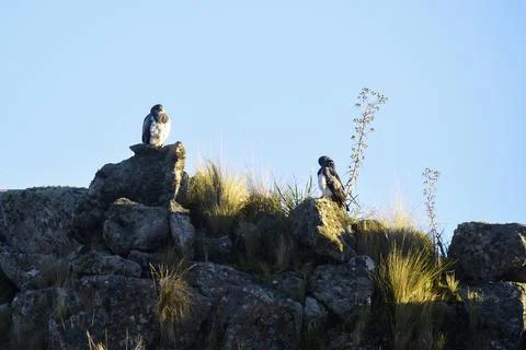 Black chested Buzzard eagle,  Geranoaetus melanoleucus, Highland grasslands.. 写真素材