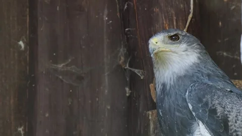 Black chested buzzard eagle looks in different directions Stock Footage 306758454