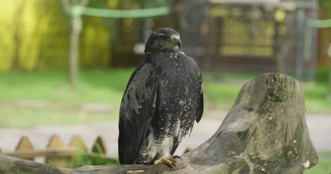 Black-Chested Buzzard-Eagle Perched on Log Looking Around at Jeju Flower Bird Stock Footage 338415387