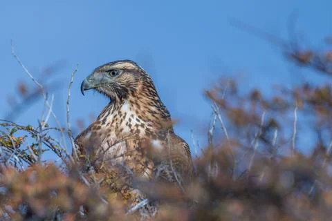 Black chested buzzard eagle perched in a bush Patagonia Stock Photos