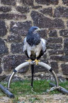 Black-chested buzzard-eagle perching on a metal arch perch. Stockfoto's