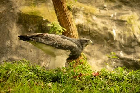 Black chested Buzzard Eagle 写真素材