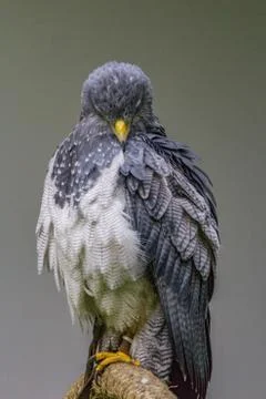 Black-chested buzzard-eagle portrait Foto stock