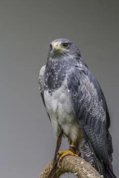 Black-chested buzzard-eagle portrait Stock Photos