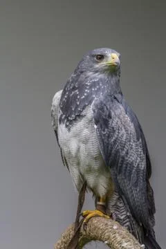 Black-chested buzzard-eagle portrait Stock Photos