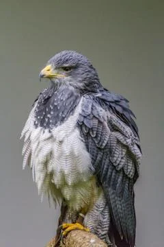 Black-chested buzzard-eagle portrait Stock Photos