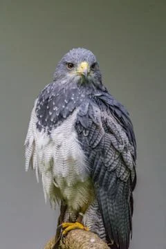 Black-chested buzzard-eagle portrait Foto stock