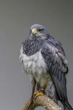 Black-chested buzzard-eagle portrait Stock Photos