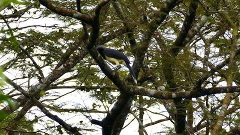 Black chested jay perched in large Panamean tree takes off Stock Footage 123550236