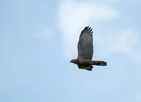 Black-chested Snake-Eagle, Circaetus pectoralis Stock Photos