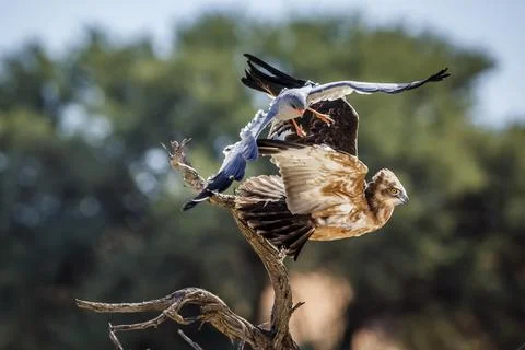 Black-chested Snake-Eagle in Kgalagadi transfrontier park, South Africa Foto stock