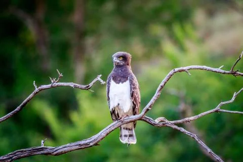 Black-chested snake eagle sitting on a branch. Stock Photos