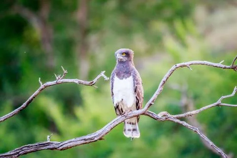 Black-chested snake eagle sitting on a branch. Stock Photos