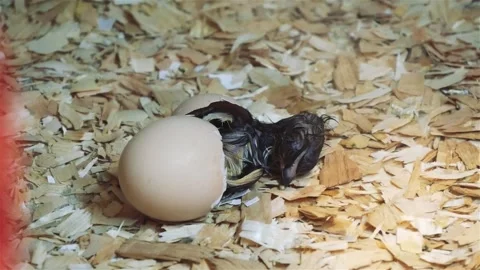 A Black Chick Hatches From The Egg Stock Footage 228115618