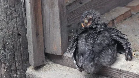 Black Chick peels feathers while sitting in a barn on a farm. copy space Stock Footage 136201491