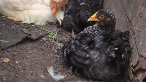Black Chick peels feathers while sitting in a barn on a farm. copy space Stock Footage 136201598