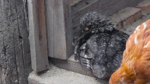 Black Chick peels feathers while sitting in a barn on a farm. copy space 動画素材 136851240