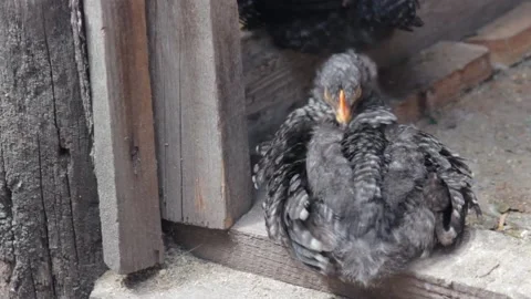 Black Chick peels feathers while sitting in a barn on a farm. copy space Stock Footage 137463226