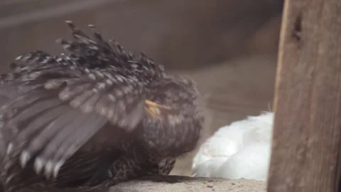 Black Chick peels feathers while sitting in a barn on a farm. Stock-Footage 138898568